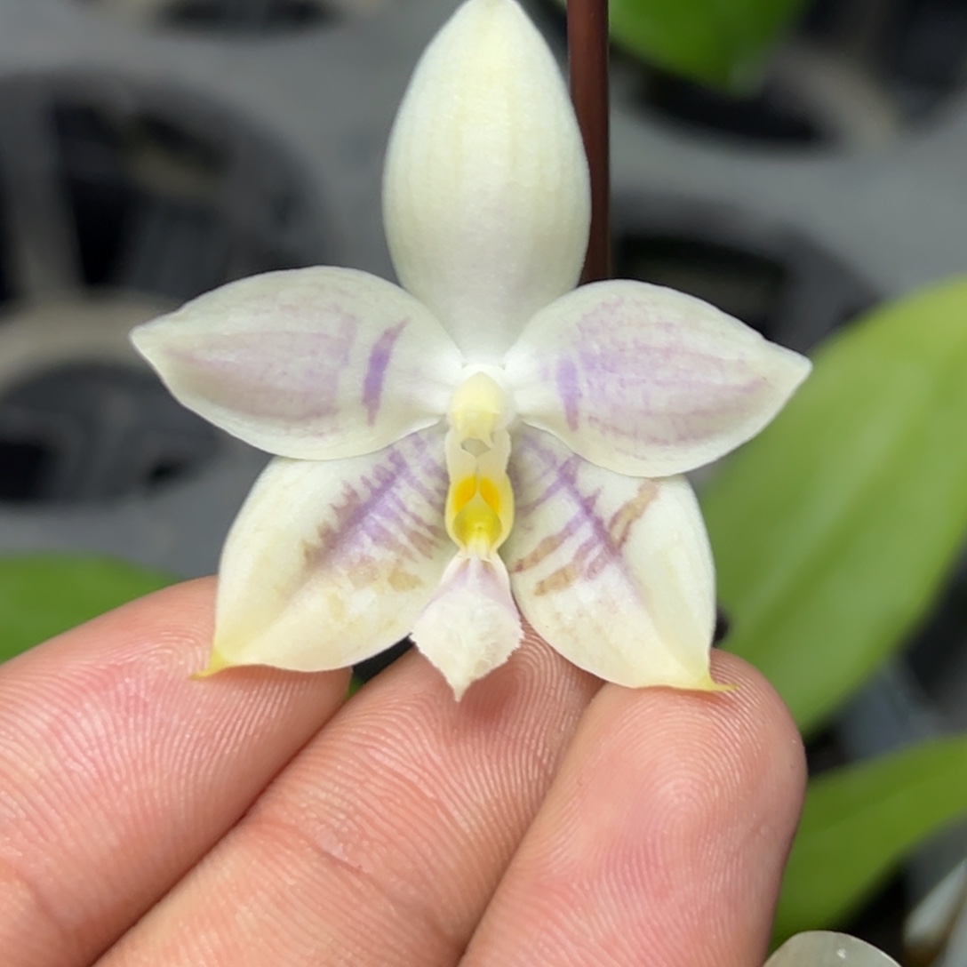 完全开放l011柳林3715