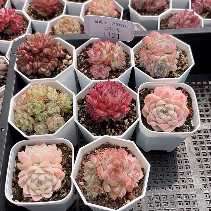 薇薇安园艺多肉1121