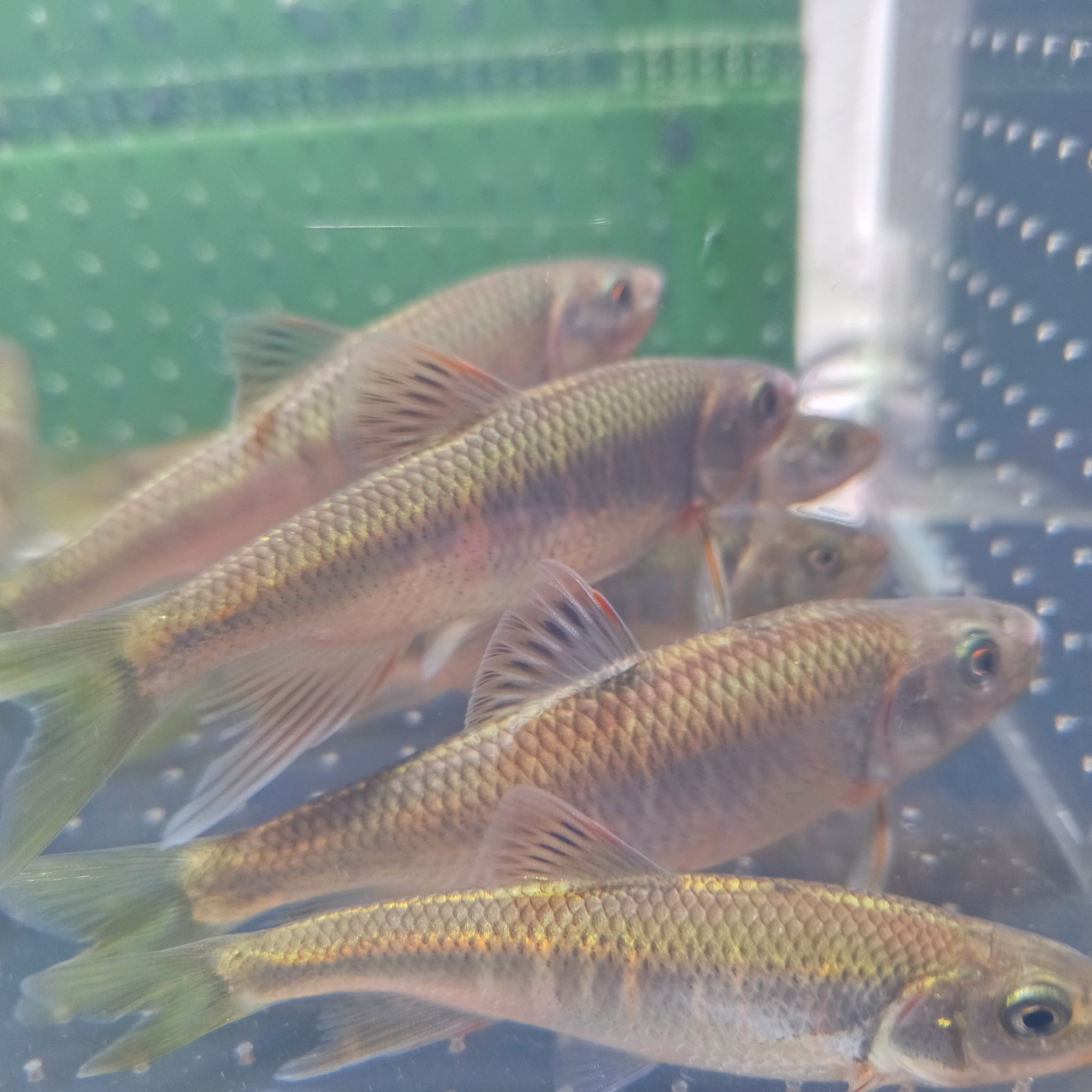 六安宽鳍鱲原生鱼亚成包公8-9厘米7+1条备损