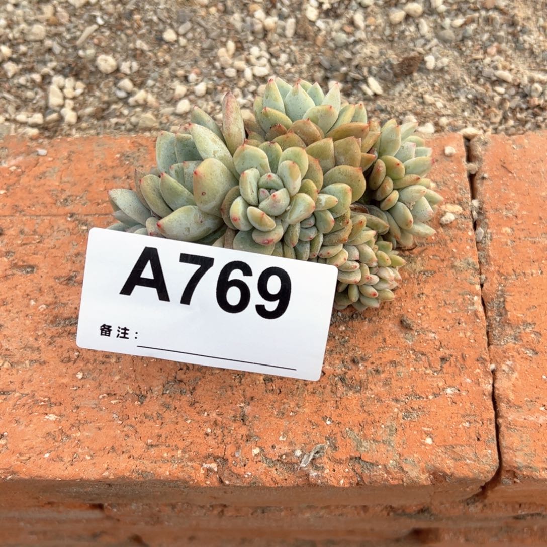 769多肉多肉多肉多肉多肉