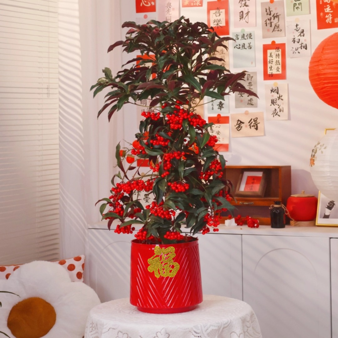 富贵籽带红果万两绿植盆栽室内客厅年宵花卉