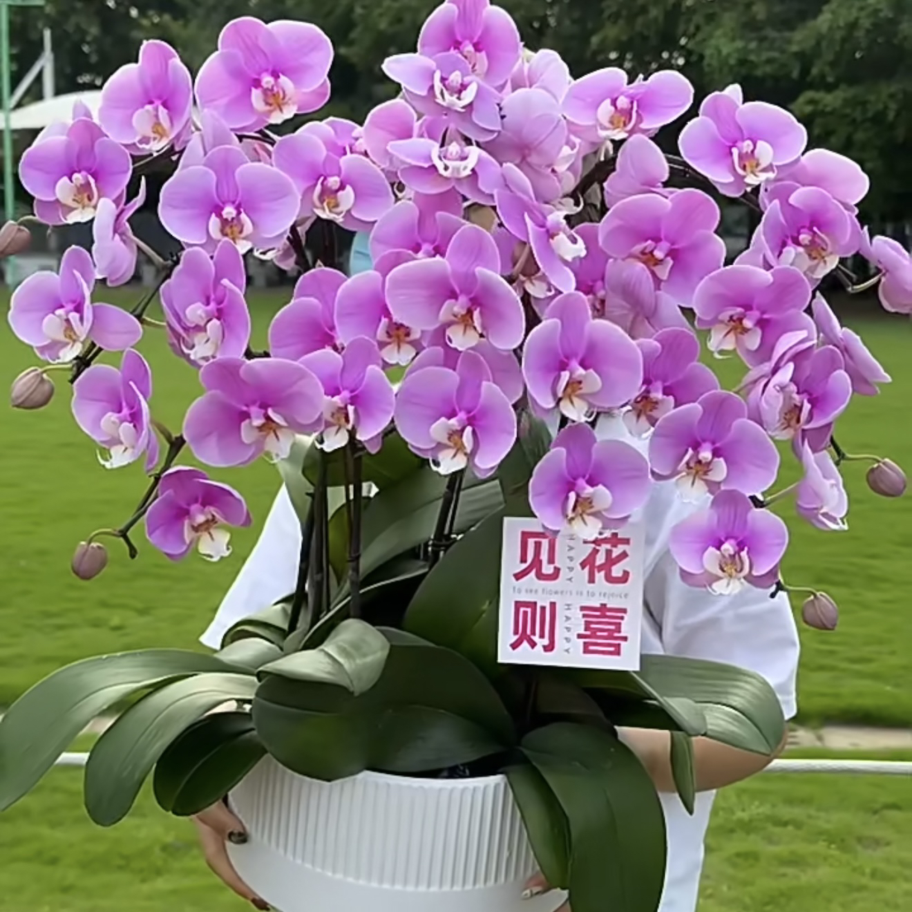 双箭【安娜·蝴蝶兰】粉色系小公主！好看好养开花绿植盆栽
