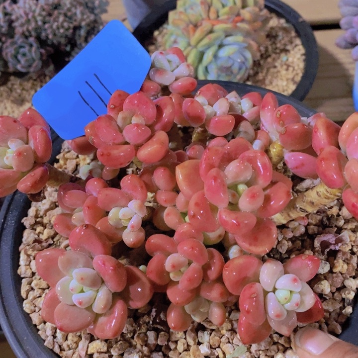 我自己在网上给他们