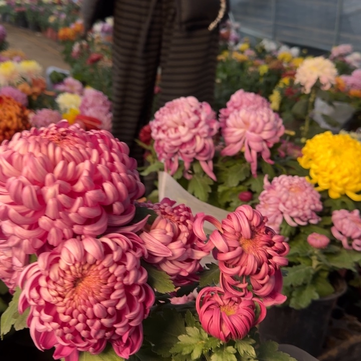 上***水完全开放国华玫红