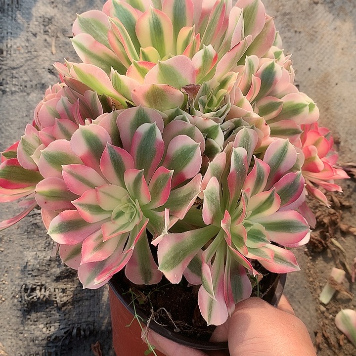511女巫多肉植物