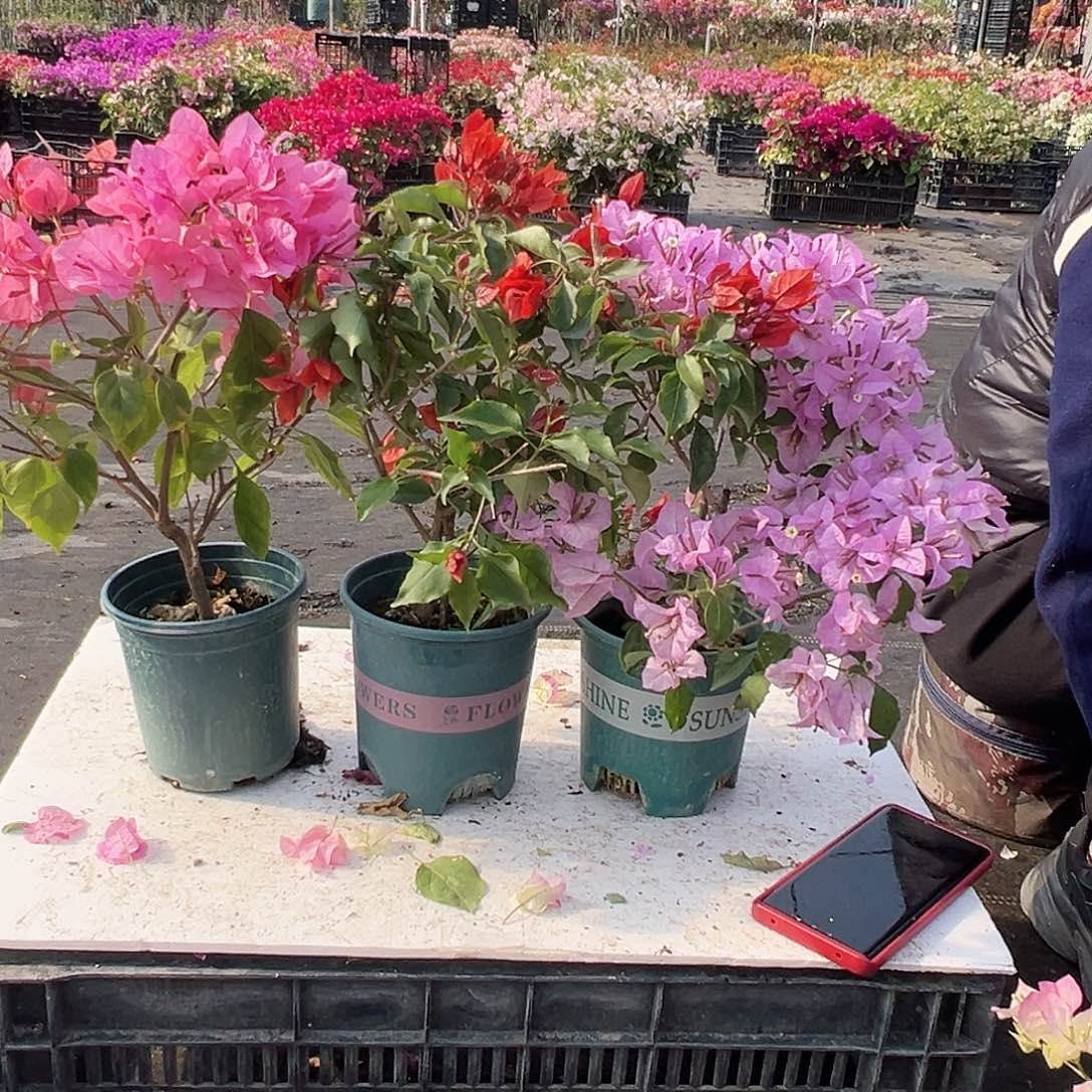 大部分花苞少量开放橙粉公主，红桑巴，巴西紫组合