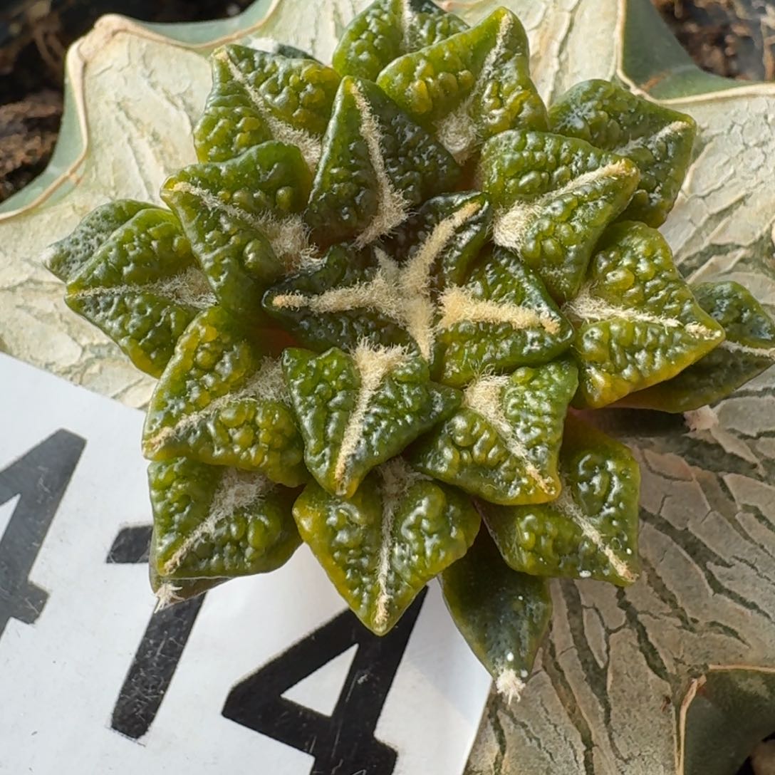 【闪购商品】盾牌大尤黑锦414