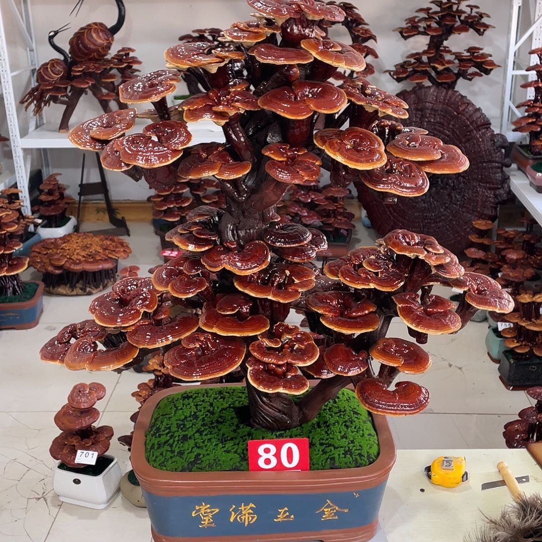 无花朵88888888888888888