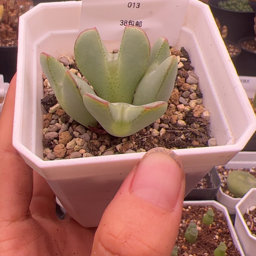 13号将8.29多肉植物