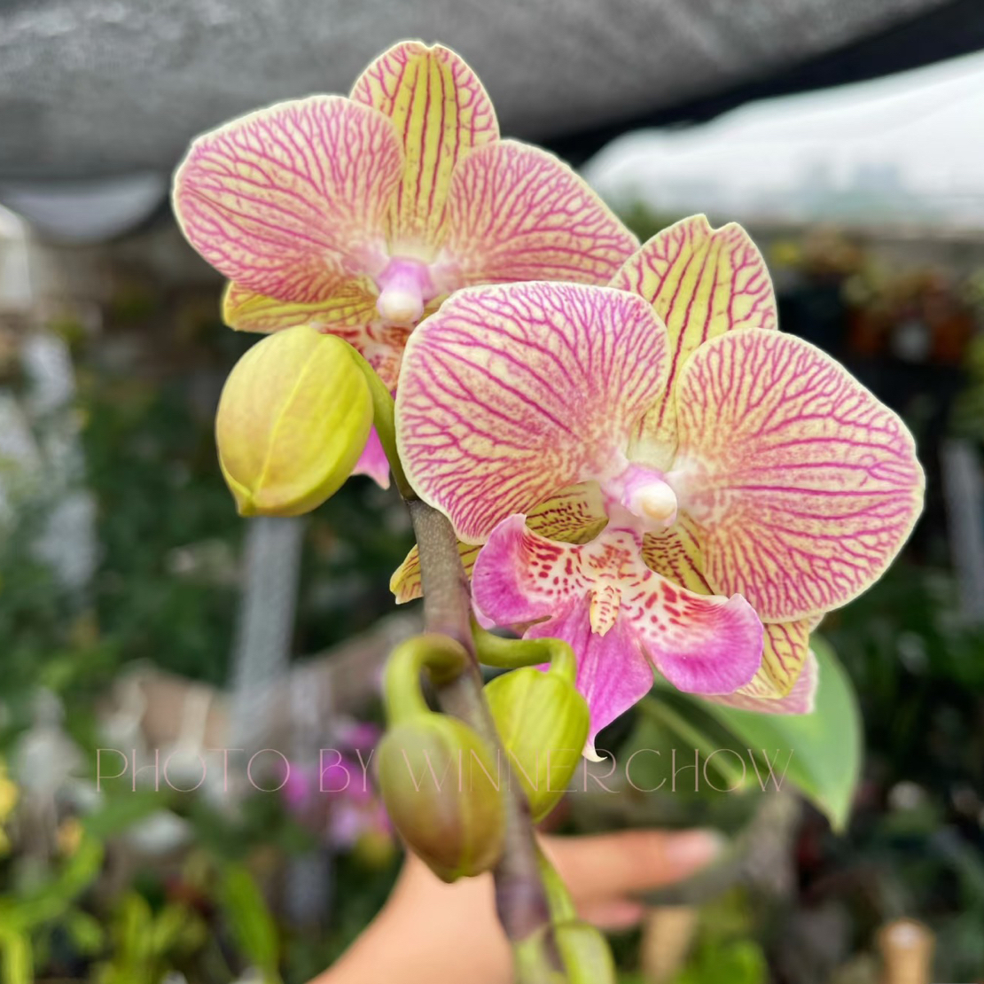 三色堇蝴蝶兰3.5成熟苗带花带花剑