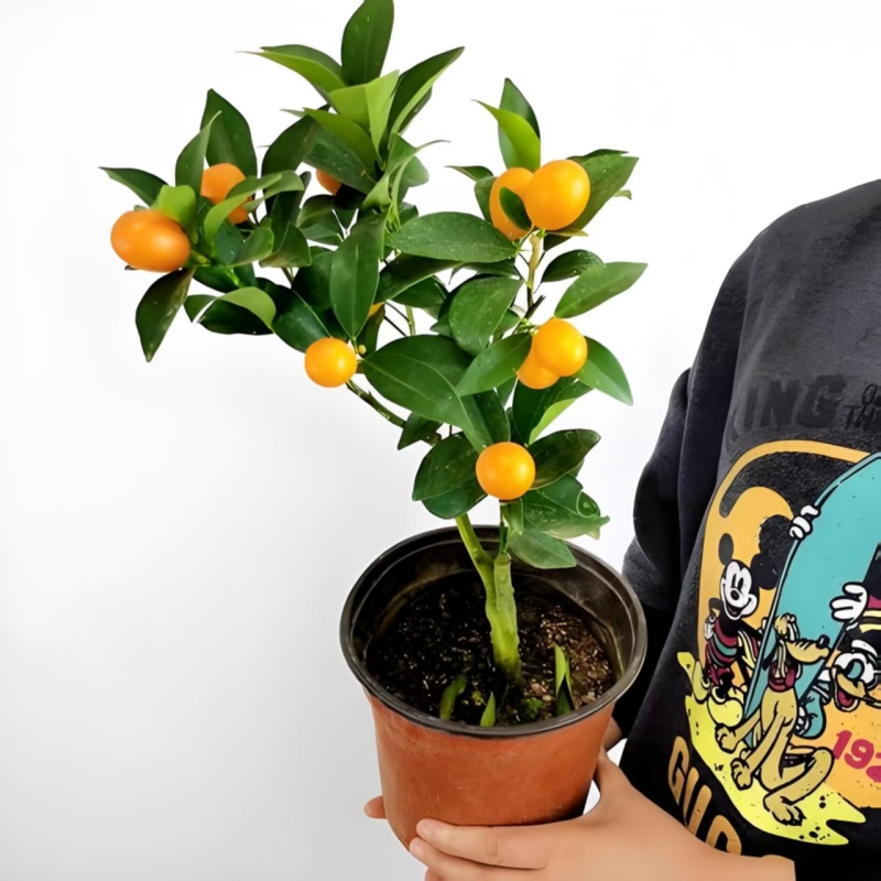 【人气福利】脆皮金桔果树苗盆栽地栽带果发货
