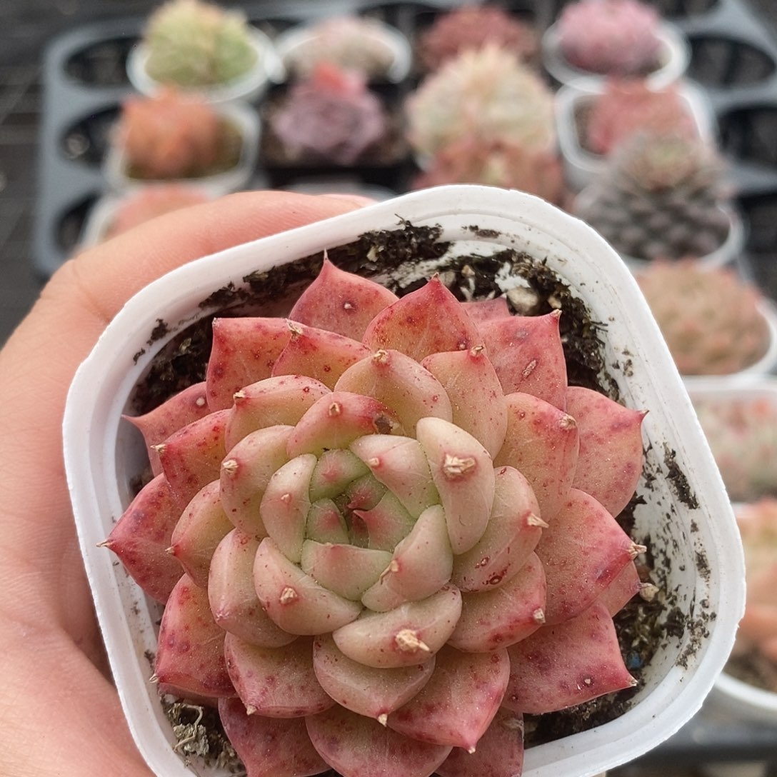 可爱的肉肉喜欢拍35