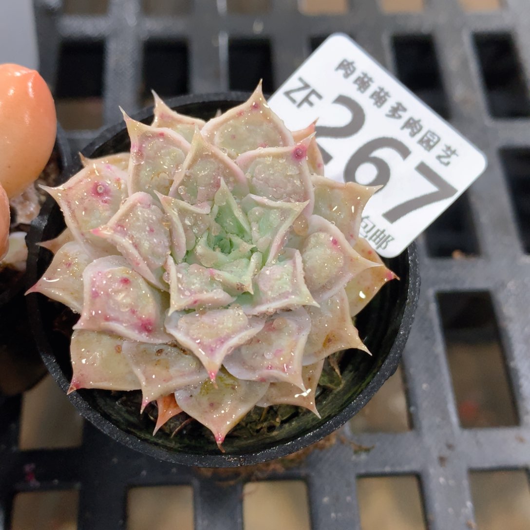 肉萌萌拇指盆精控多肉ZF267