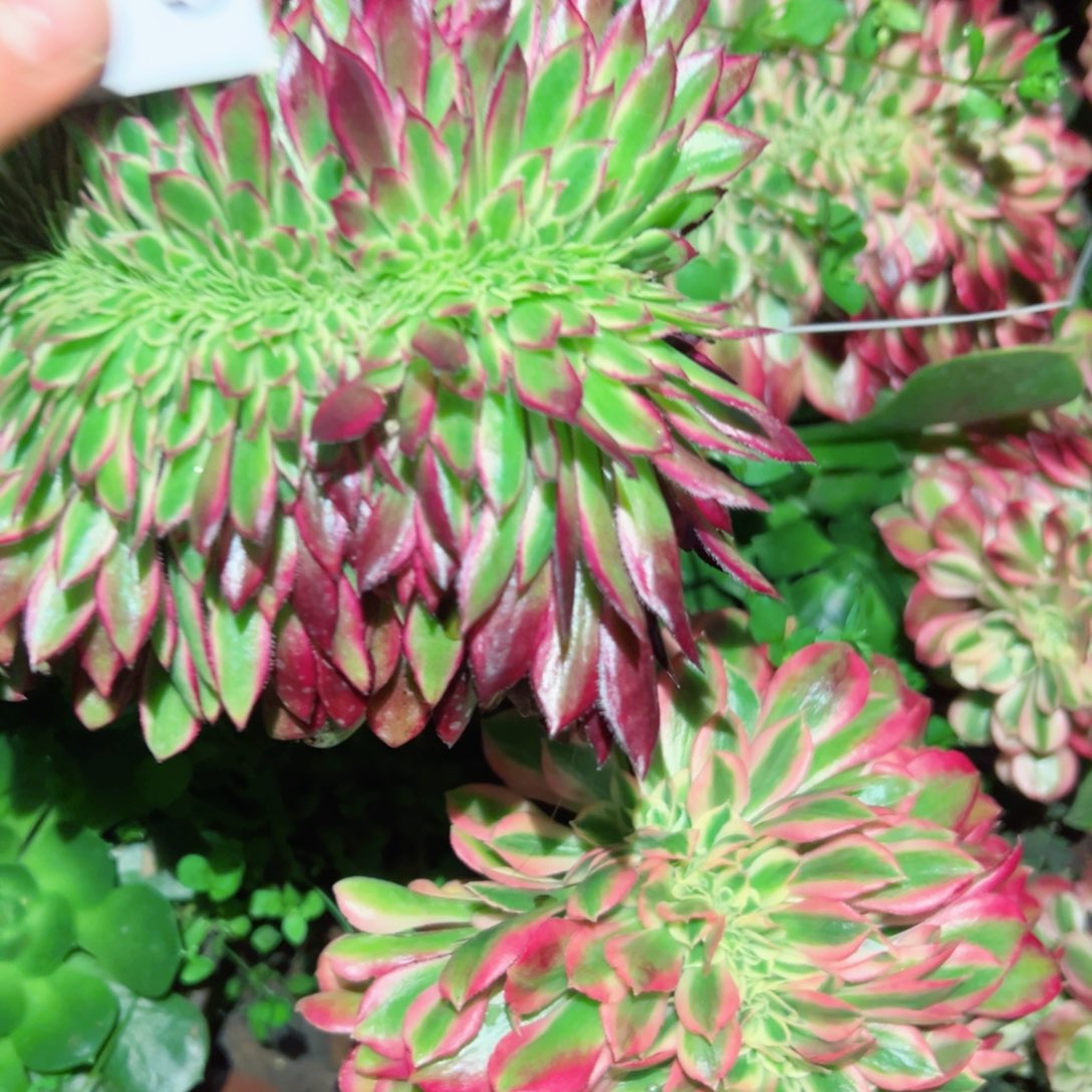 希***希373 号多肉植物法师欢颜