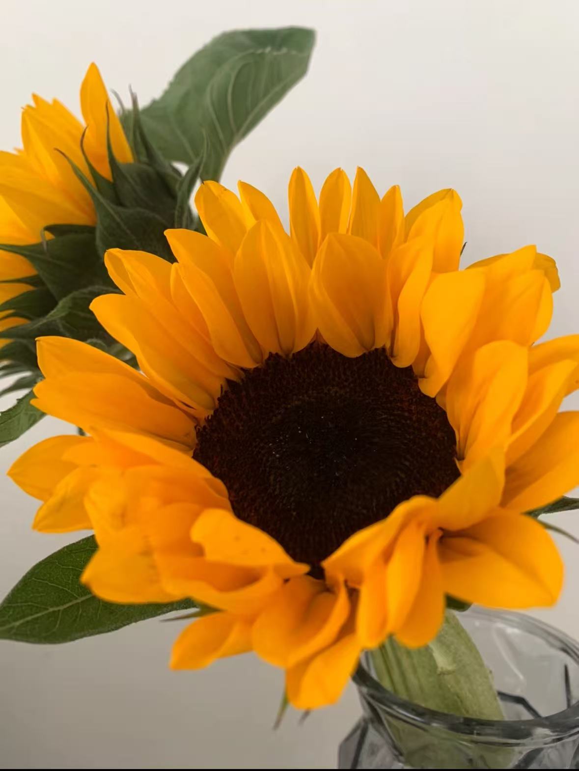 【向日葵 】云南鲜花基地直发七夕家养花期长礼物情人节1