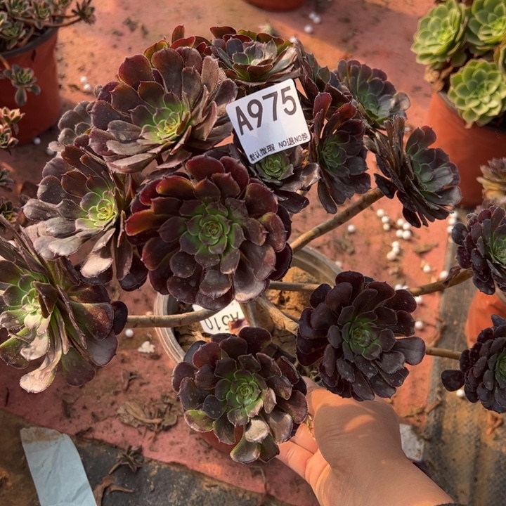 黑萝莉多肉植物975.