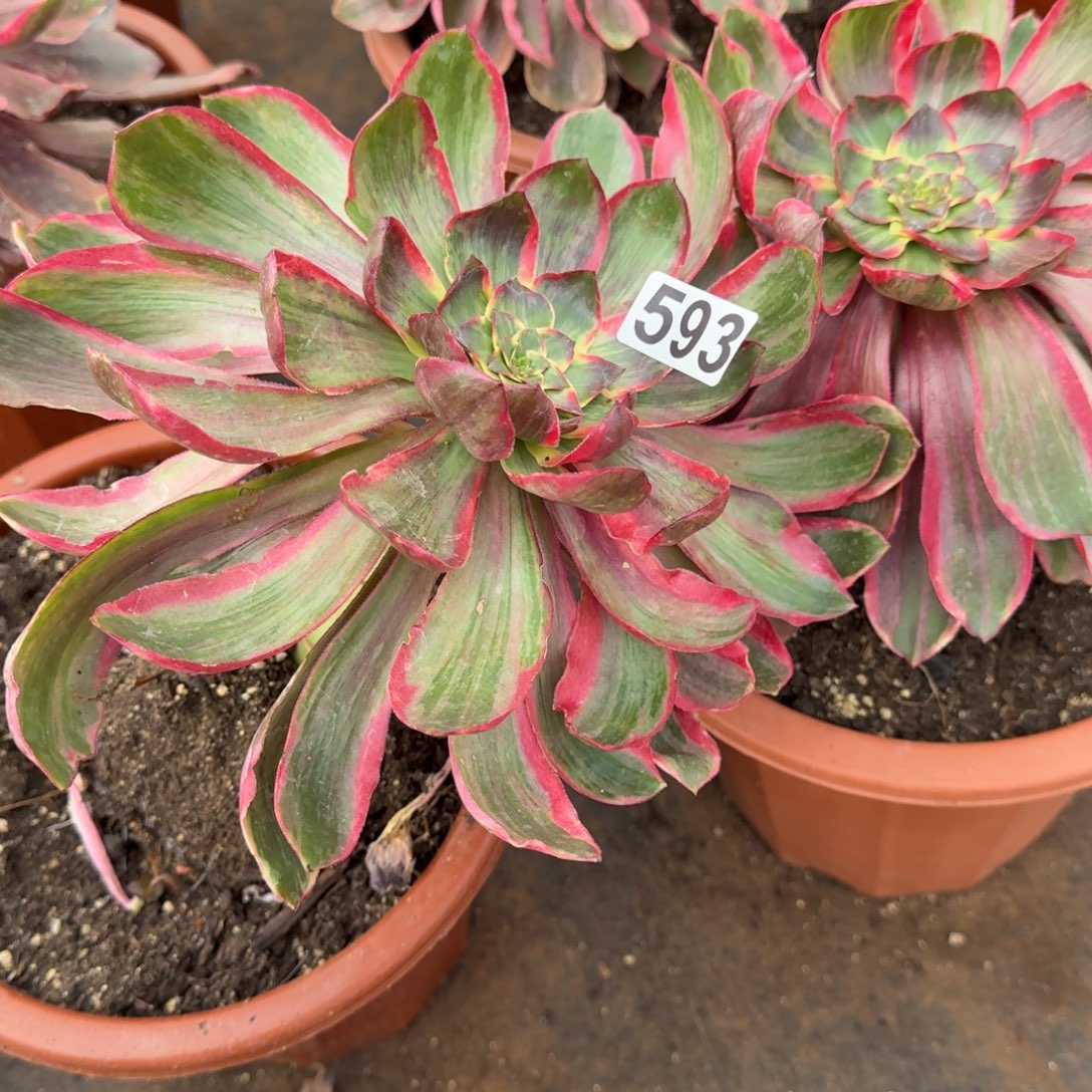 593多肉植物恶魔之眼