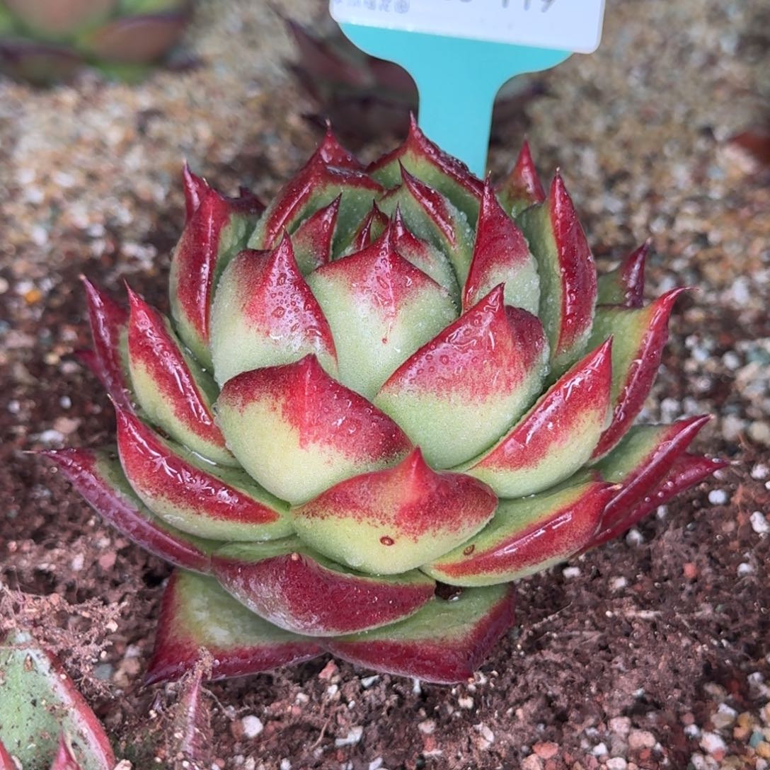 从前慢多肉精选编号1230.119