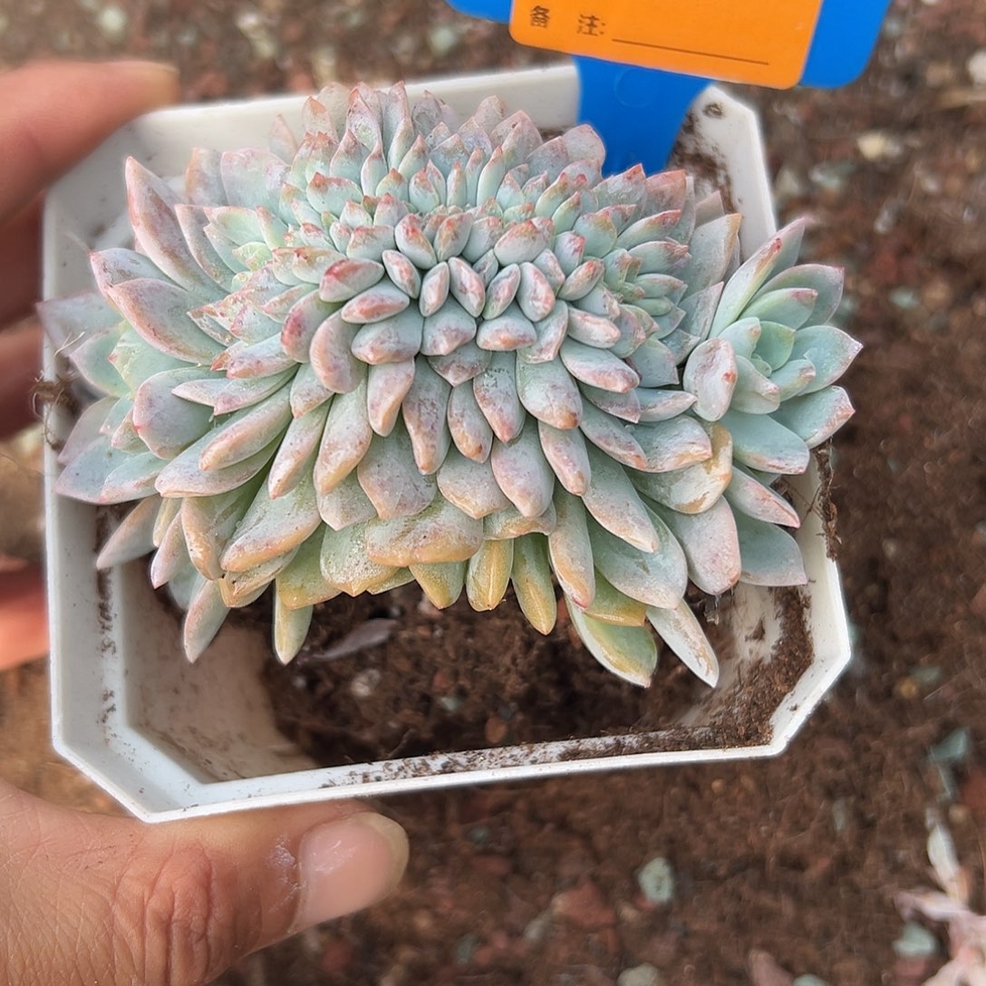 ****、多肉植物一物一拍