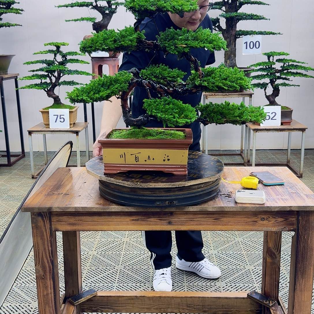 无花朵柏树造型盆景