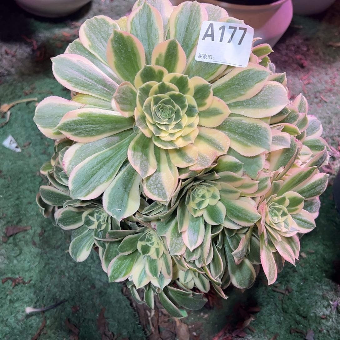 177芳华法师多肉植物