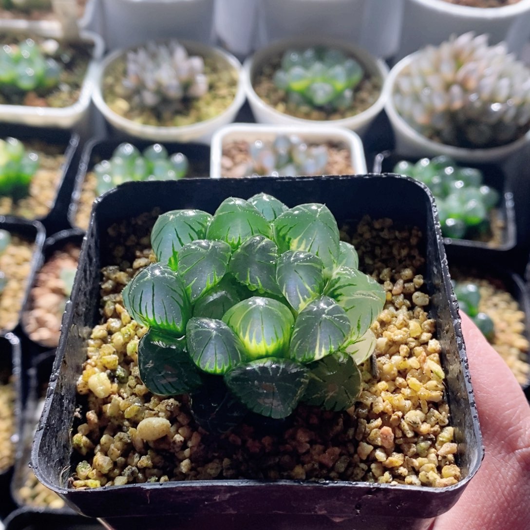 圆头实生玉露锦多肉植物