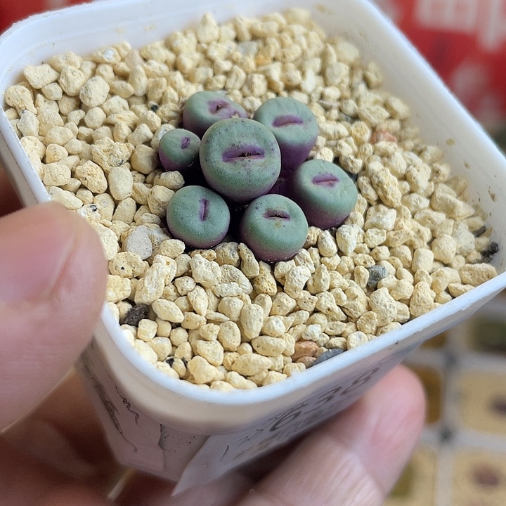 佳人园艺多肉生石花小红嘴638