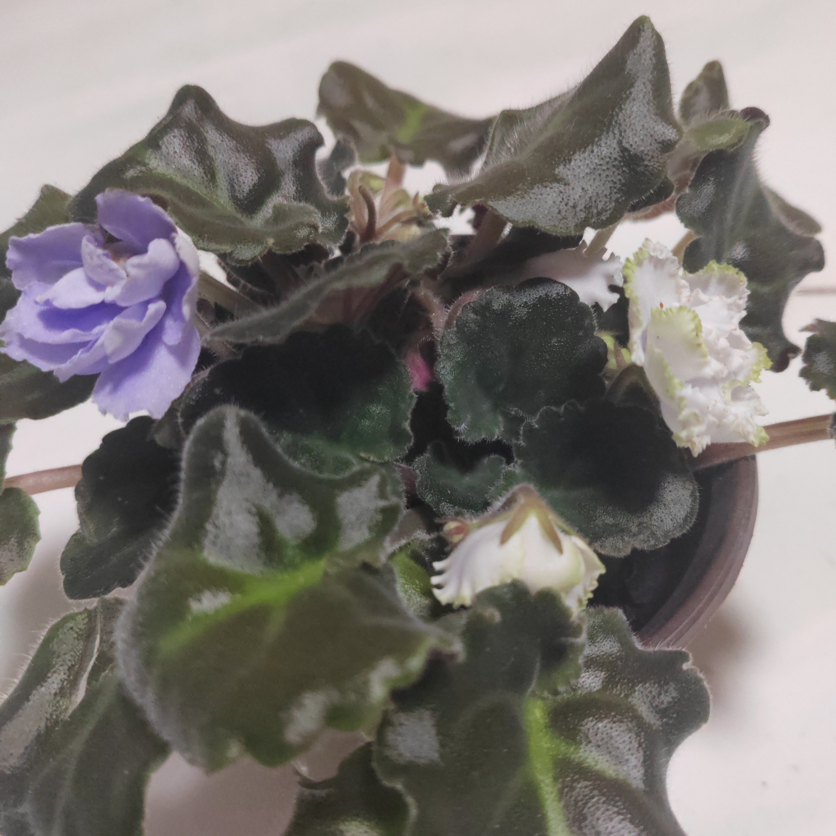 紫罗兰一盆包邮到家