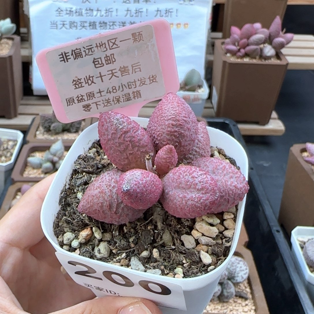 200糖果多肉植物