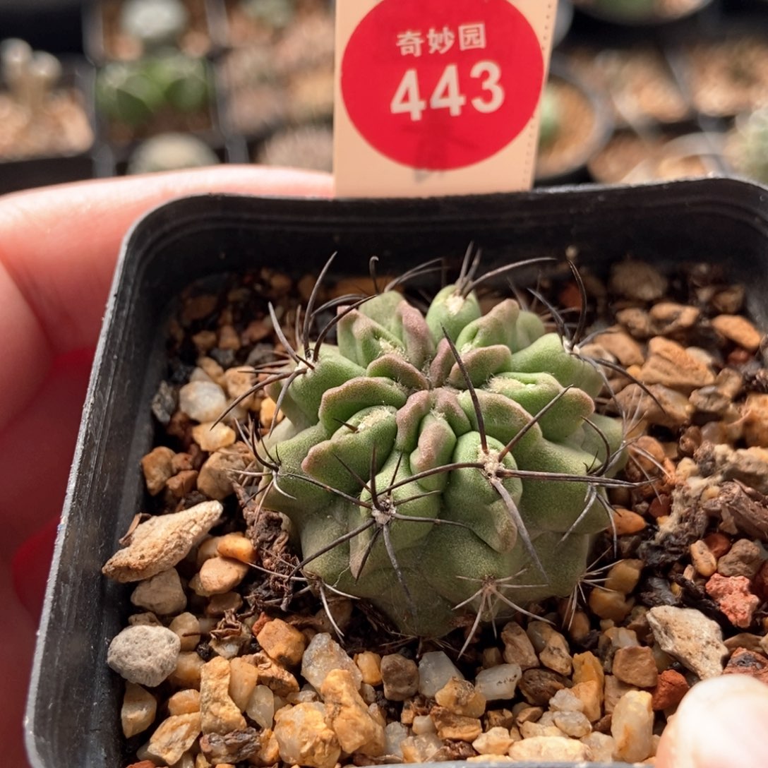 实生素妆玉3.5cm