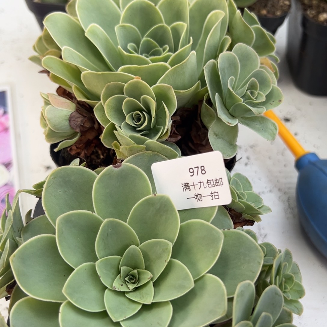 978 山地玫瑰基地带盆土