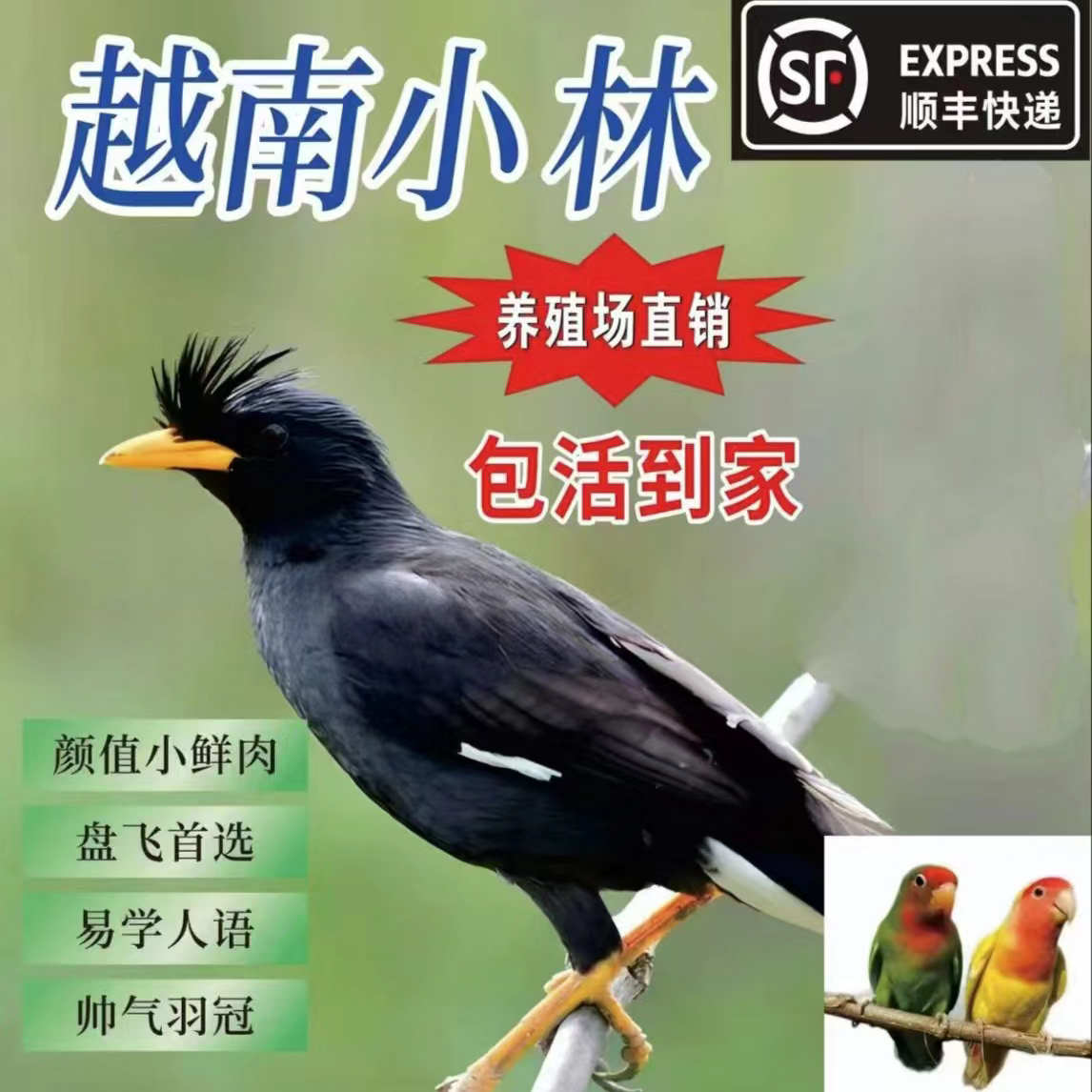 活体林八鹦鹉宠物幼鸟回家可教说话，广东发货介意勿拍