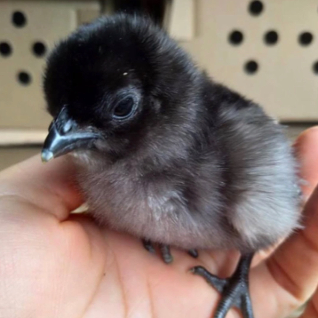 五黑鸡宠物鸡包邮送5个路损