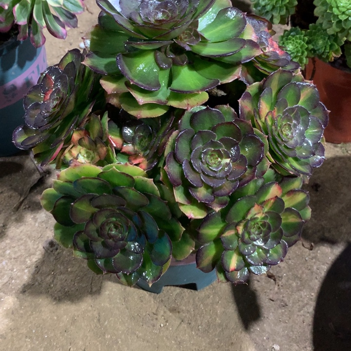 W***F360海王七彩多肉植物特价