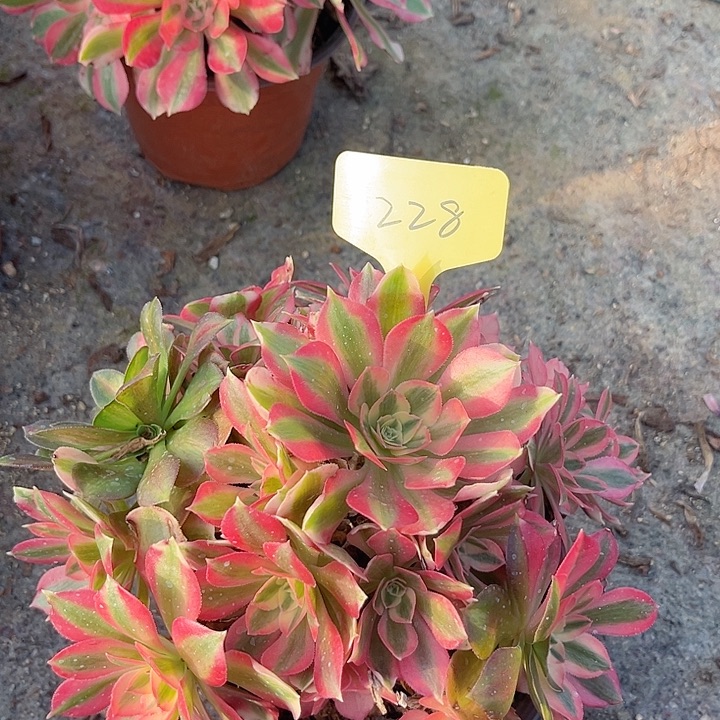 228一颗粉女巫法师