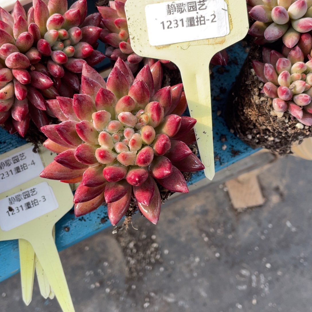 1231-2-虞美人大单头一颗量拍