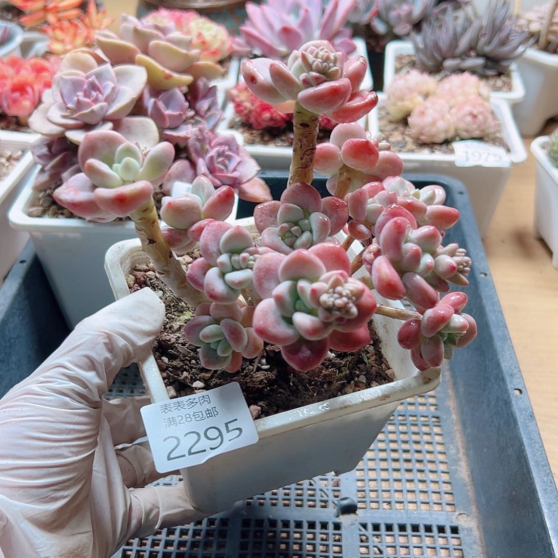 多肉一物一拍2295