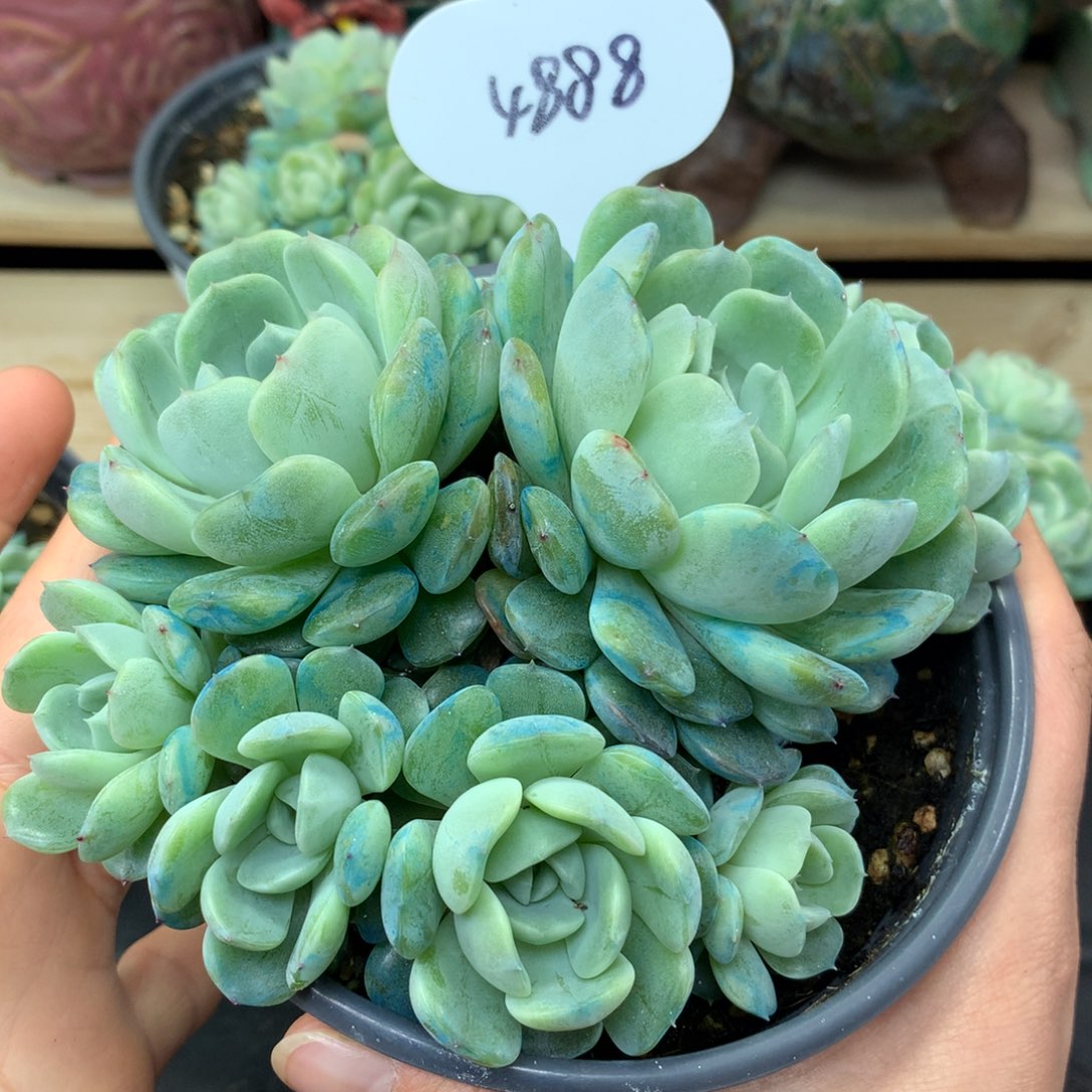 8头白色恋人自然群4888