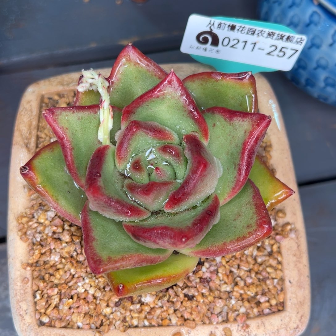 从前慢多肉精选编号0211.257