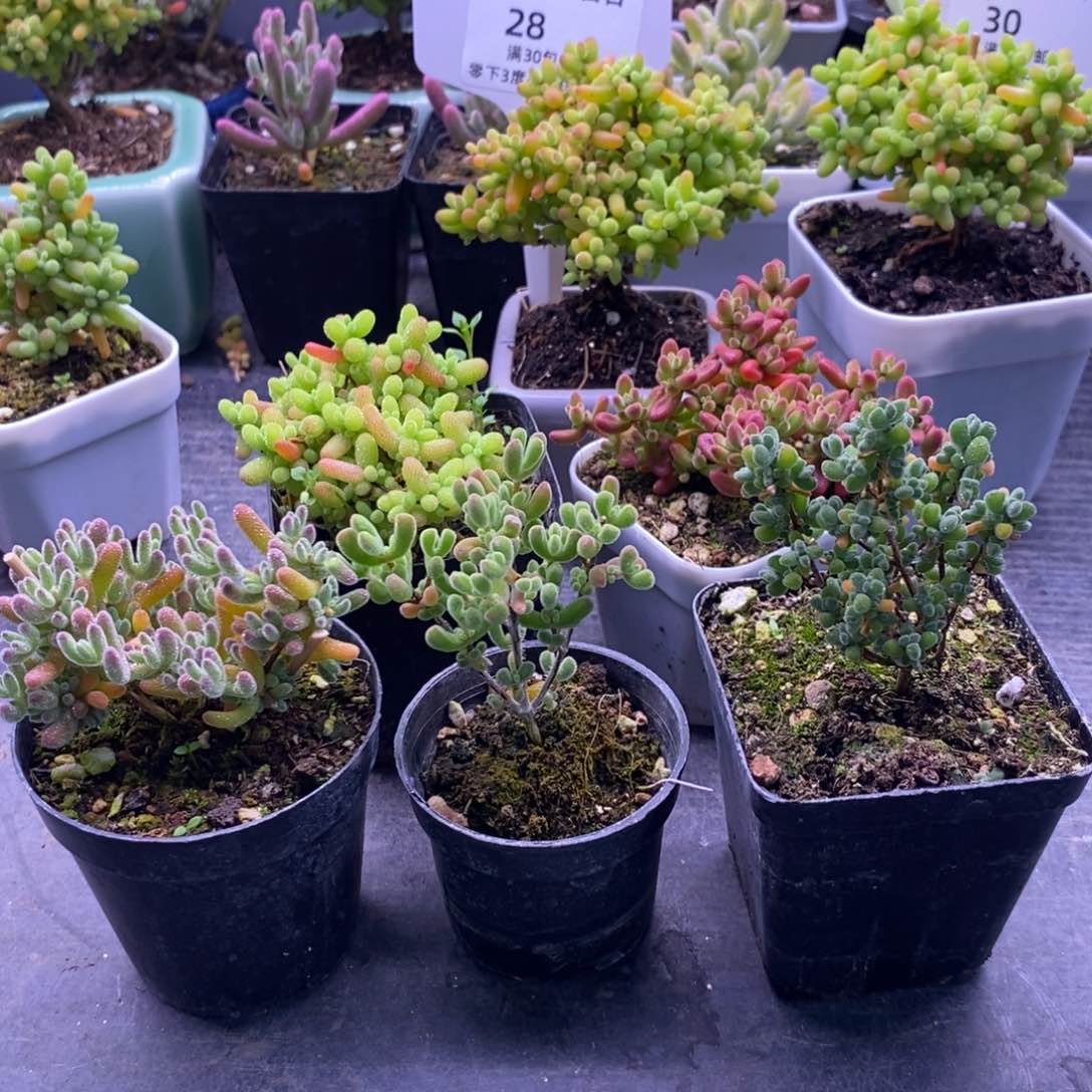 洪****-39五颗福利。        