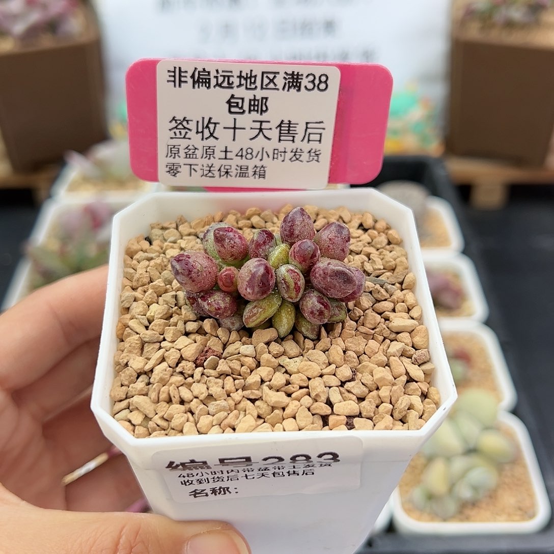 283鼓锤多肉植物