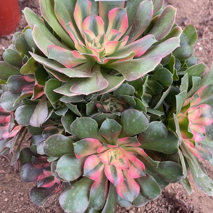 无花朵099多肉植物香妃