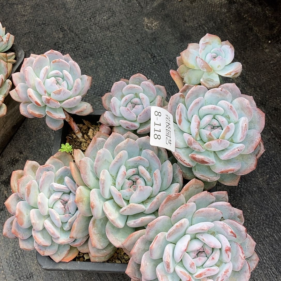 8-118梦露寄养一物一拍