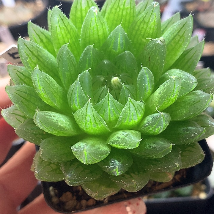 5号玉露一物一拍带盆土