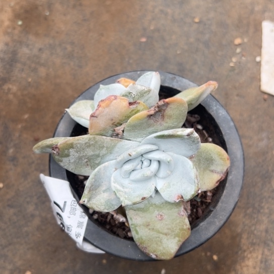 S****e谢谢宝～一物一拍7666