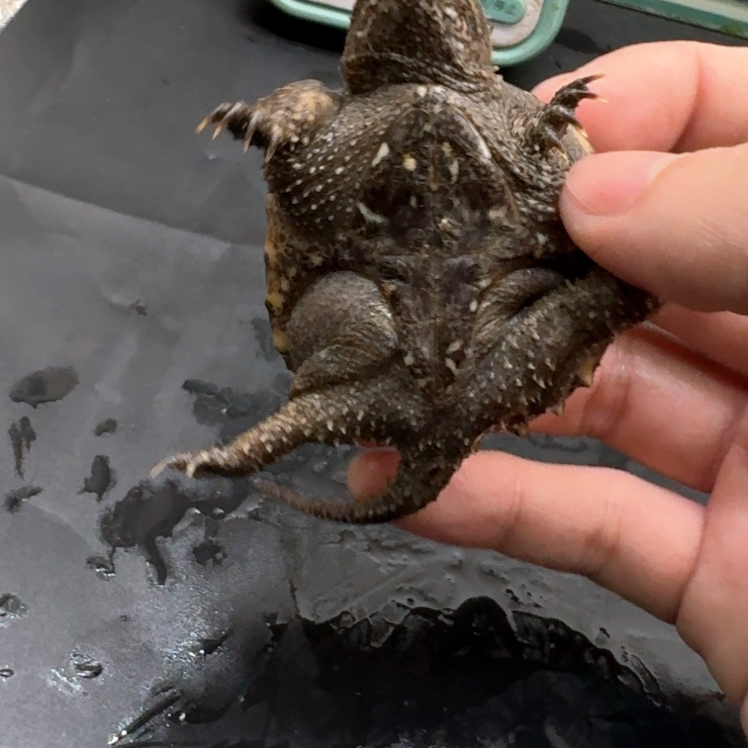 宠物龟不分公母111