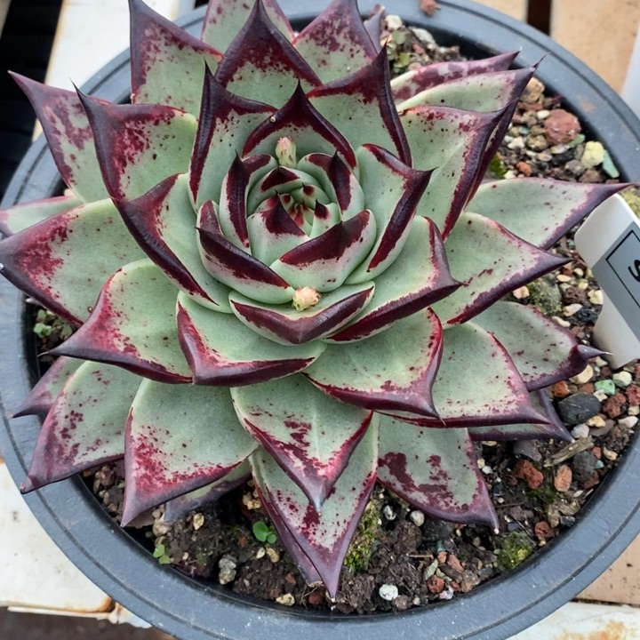 D009- 直播福利 乌木