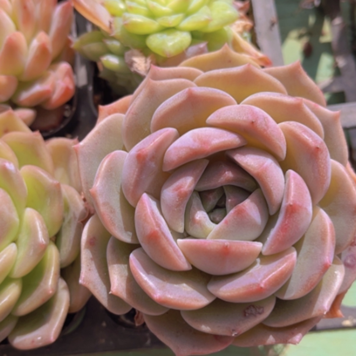 【闪购商品】杂25186