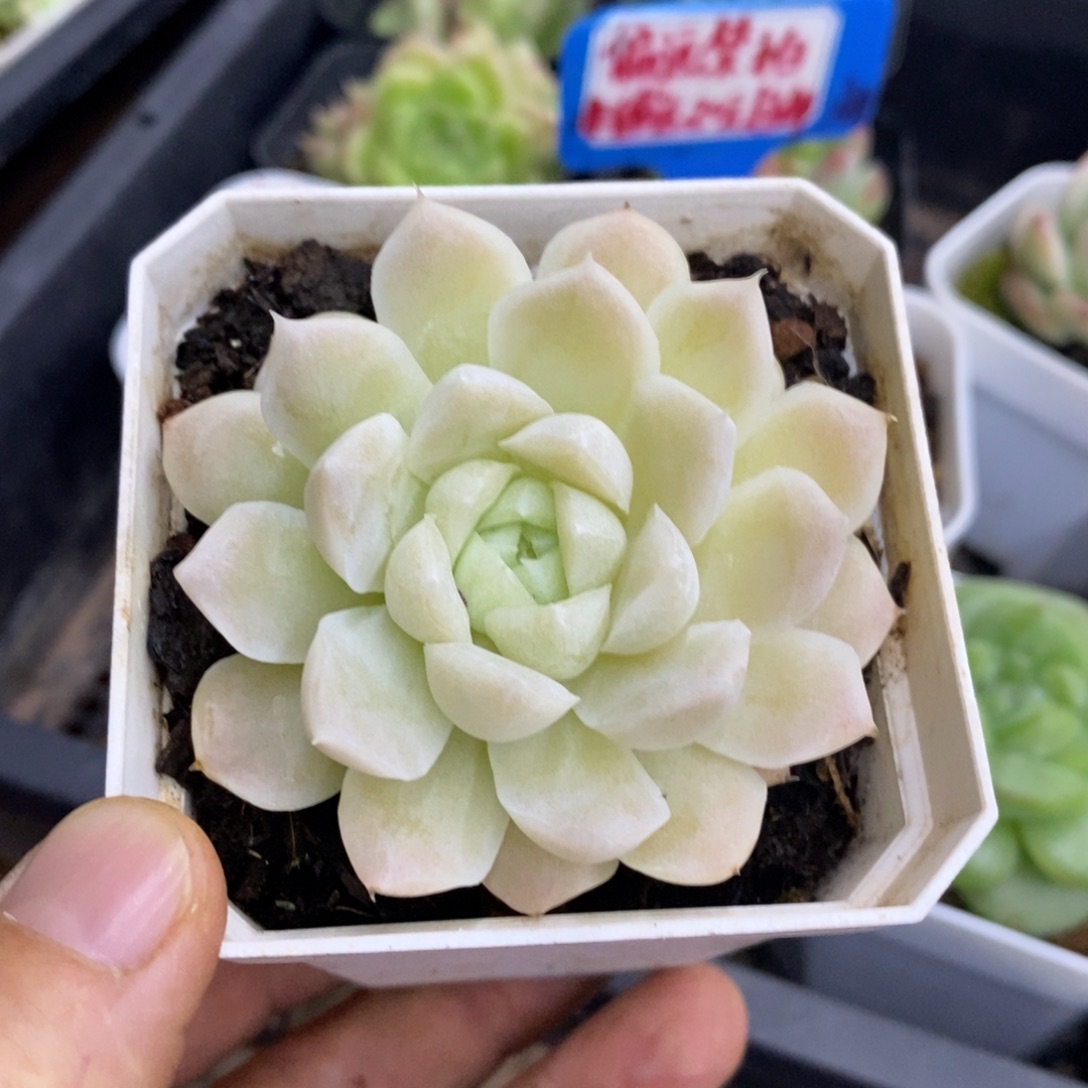 精品多肉一物一拍不包整268