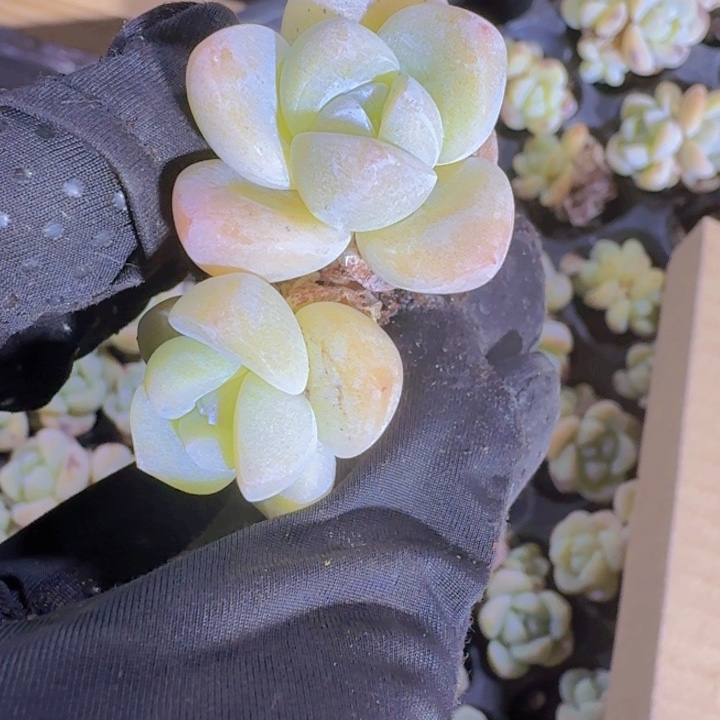 精品冰玉多肉植物